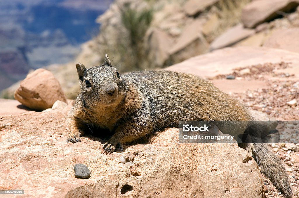 Rock Squirrel w Grand Canyon - Zbiór zdjęć royalty-free (Ameryka)