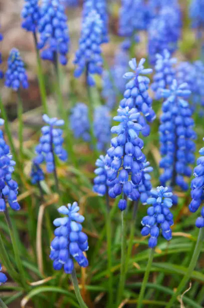 Blue muscari early spring flowers