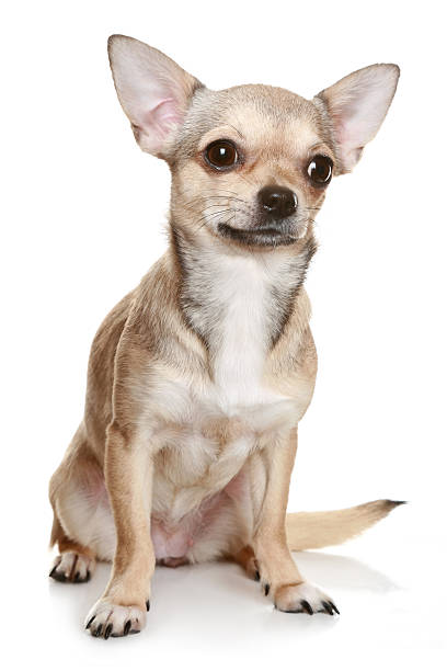 istock Chihuahua Sitting Upright On White 106528685