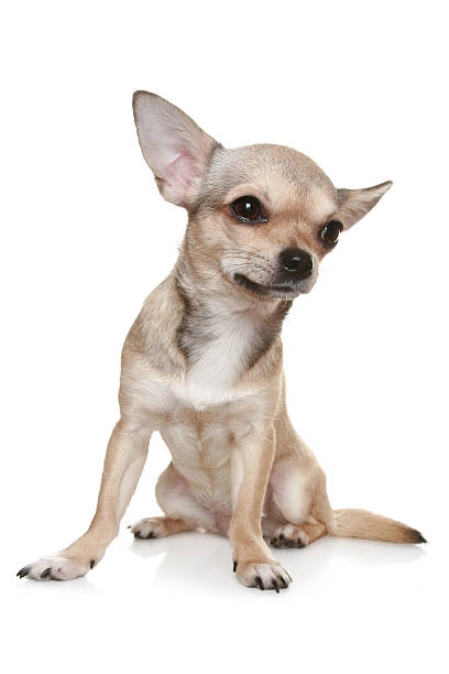 istock Chihuahua sitting upright on white 106528715
