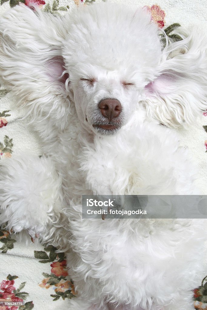 Sleeping dog  Adulation Stock Photo