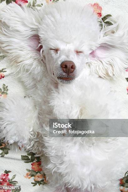 Sleeping Dog Stock Photo - Download Image Now - Adulation, Animal, Bizarre