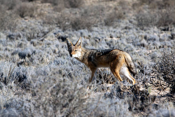 istock Jackal in the Kgalagadi Transfrontier Park 106528903