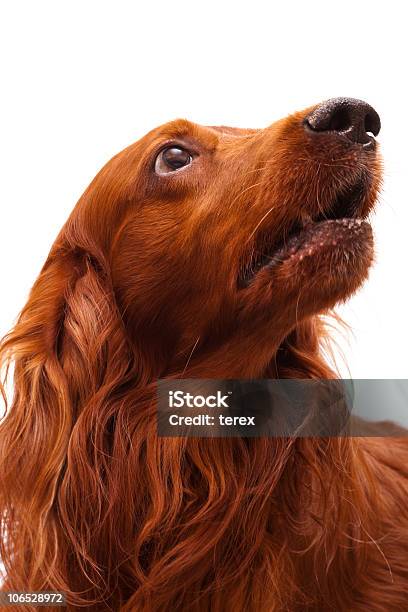 Irish Setter Stockfoto und mehr Bilder von Bildkomposition und Technik - Bildkomposition und Technik, Braun, Domestizierte Tiere