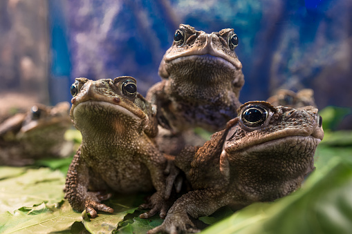 three bufo marinus on blue background