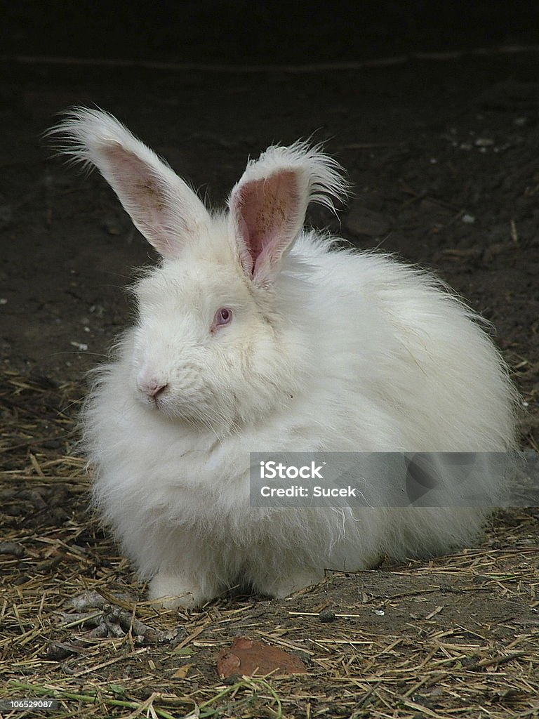 アンゴラウサギ - カイウサギのロイヤリティフリーストックフォト
