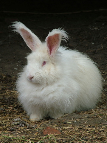 This type of angora rabbits. Motherland is a Ankara in Turkey