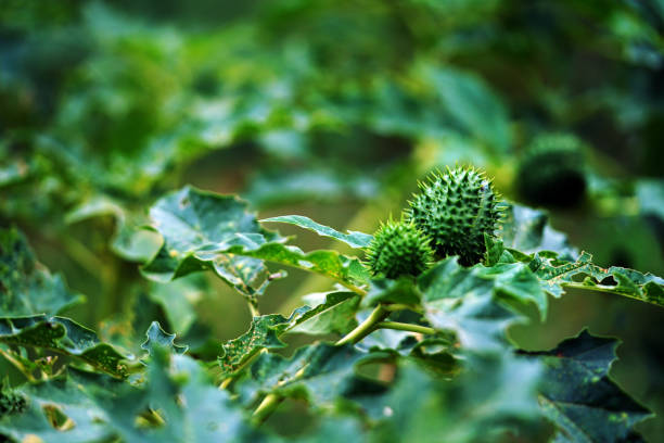 datura stramonium outdoor stock photo