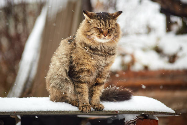 istock siberian cat outdoor 1065292564