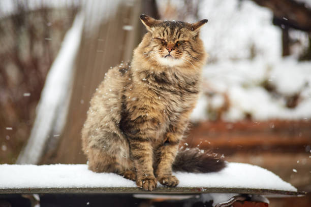 istock displeased siberian cat on snow 1065293754