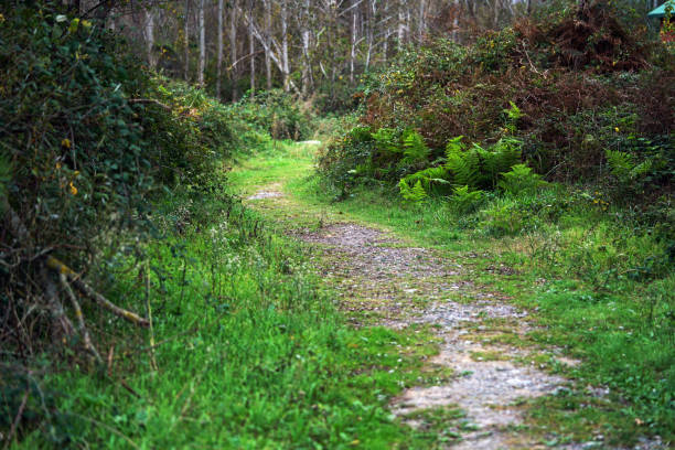 istock outdoor road nature 1065293874