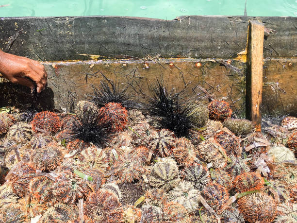 istock Colourful Sea Urchin from the ocean. 1065296310