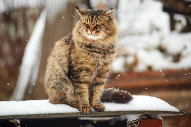 istock angry siberian cat in snow 1065296470