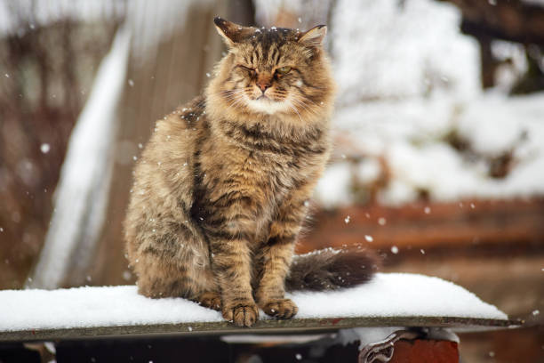 istock Siberian cat horizontal winter portrait 1065297766