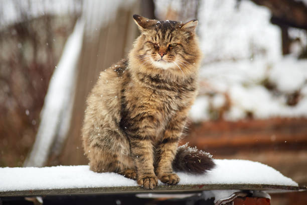istock Purebred siberian cat winter background 1065298338