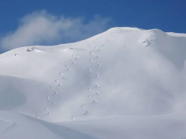 many backcountry ski tracks in deep powder snow in winter in the Swiss Alps near St. Antoenien with the Schafberg mountain peak
