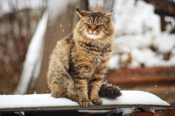 istock Serious siberian cat in cloudy weather 1065298384