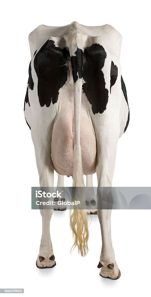 Vista posteriore di una mucca Holstein, 5 anni, in piedi. - Foto stock royalty-free di Vista posteriore
