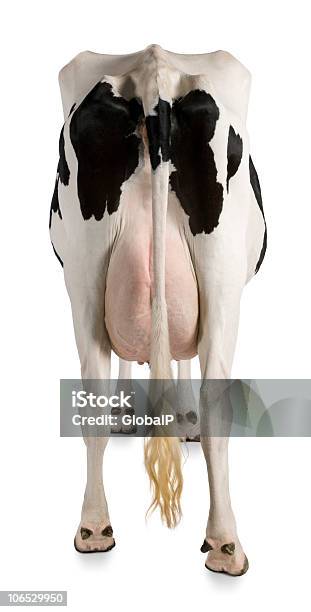 Vista Posteriore Di Una Mucca Holstein 5 Anni In Piedi - Fotografie stock e altre immagini di Vista posteriore