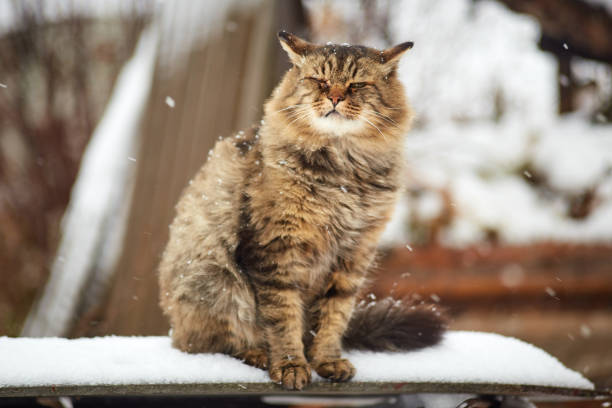 istock displeased cat in snow storm 1065299606