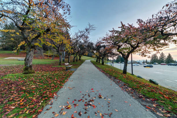 istock cherry trees drop leaves in autumn 1065299872