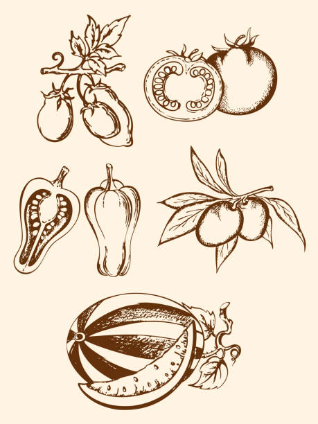 zestaw vintage ikony warzyw - plum tomato obrazy stock illustrations