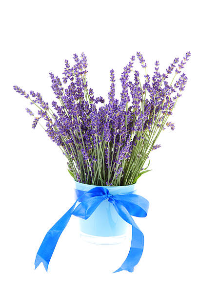istock bouquet of plucket lavender 106530160