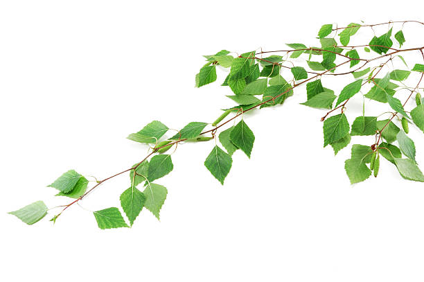 istock The branch of a young birch 106530600