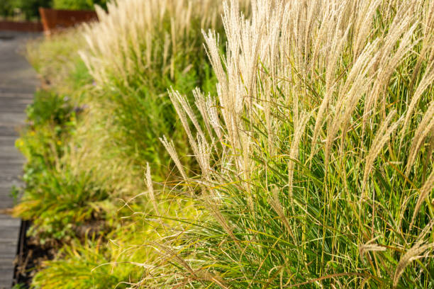 istock Beutiful Pennisetum alopecuroides - ornamental grass, fountain grass, selective focus. 1065307570