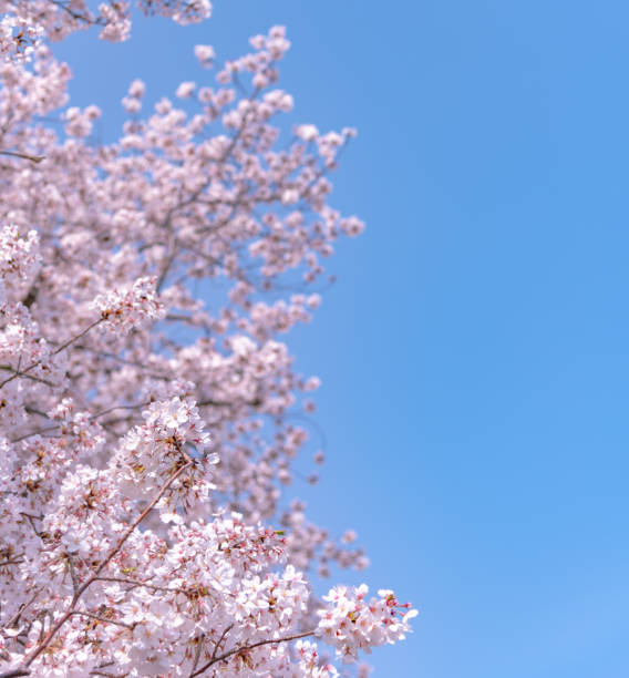 istock Cherry blossom in spring season at Tokyo, Japan. 1065308954