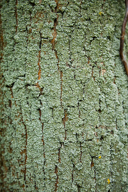 tree texture stock photo