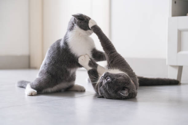 papá gato británico de pelo corto y gatito - cat fight fotografías e imágenes de stock