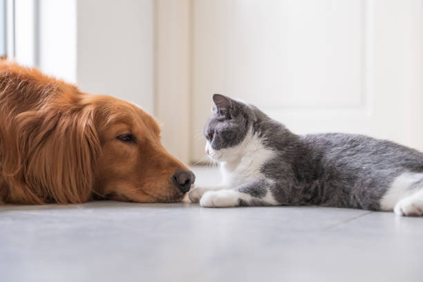 istock Golden Hound and British short-haired cat 1065314568