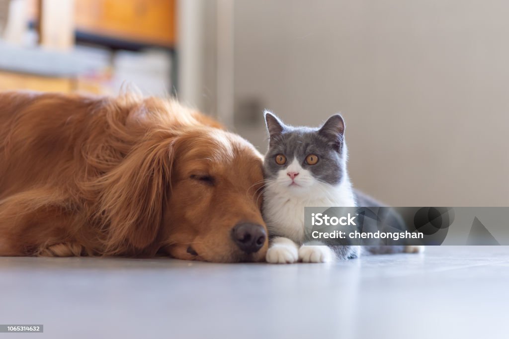 Chat à poil court chien et britannique doré - Photo de Chat domestique libre de droits