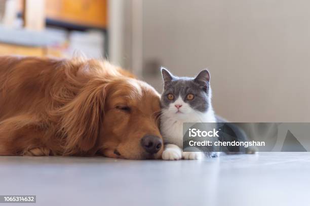 Photo libre de droit de Chat À Poil Court Chien Et Britannique Doré banque d'images et plus d'images libres de droit de Chat domestique - Chat domestique, Sol - Caractéristiques d'une construction, Golden retriever