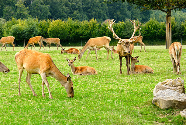 istock Herd of deers 106531604