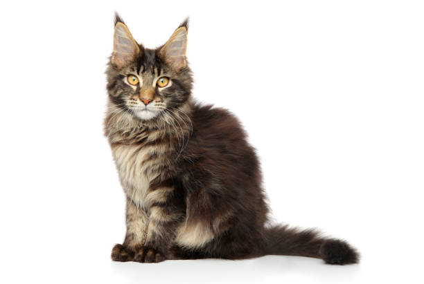 istock Maine coon kitten on white background 1065317346