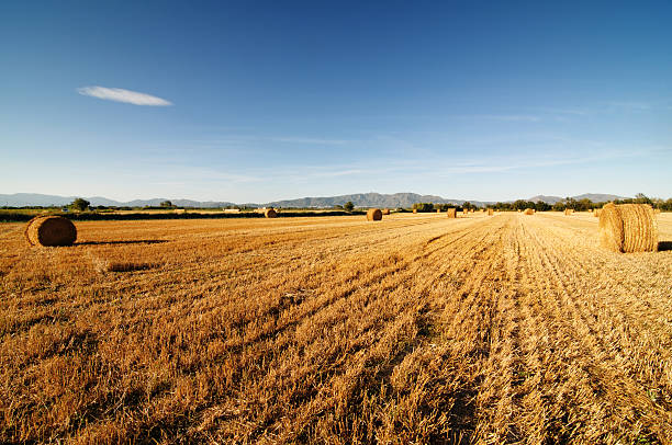 istock Field after harvest against mountains. 106531758
