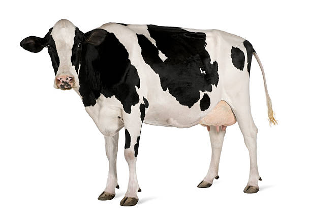 Side view of Holstein cow, 5 years old, standing.  domestic cattle stock pictures, royalty-free photos & images