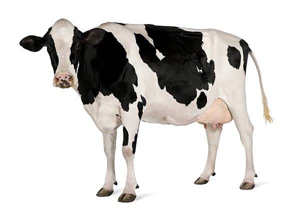 Side view of Holstein cow, 5 years old, standing.  isolatedon white stock pictures, royalty-free photos & images