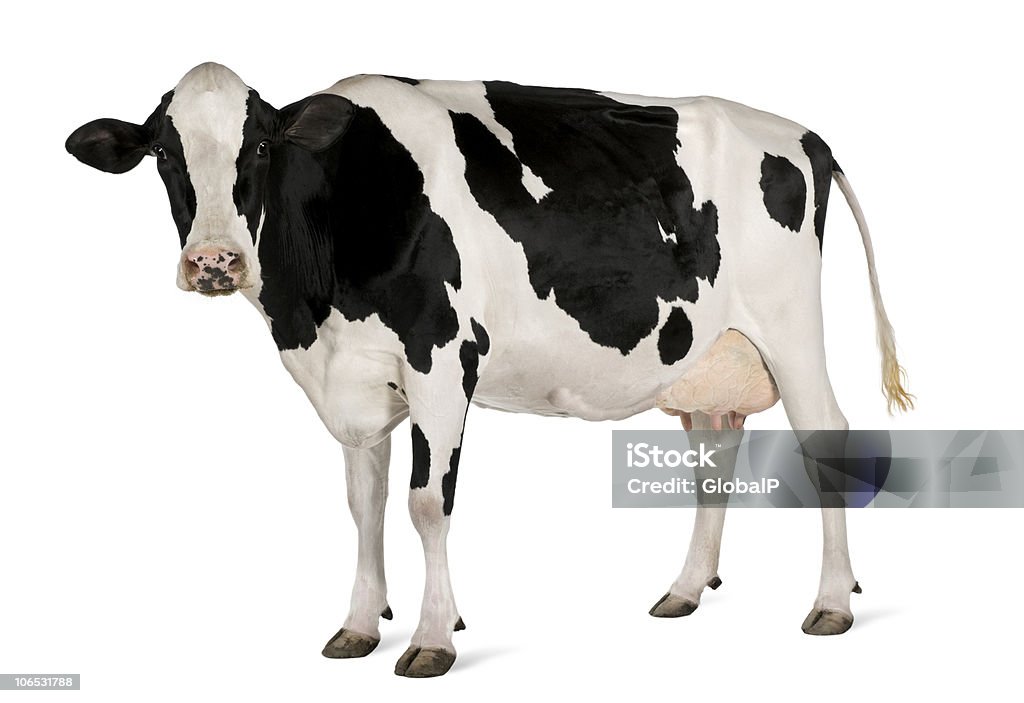 Vista lateral de vaca Holstein, 5 anos de idade, de pé. - Royalty-free Gado doméstico Foto de stock