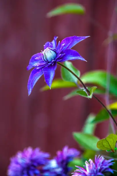 Blooms blue beautiful clematis in a colorful flowerbed alone, vertical frame, copy space for text with blurred background.