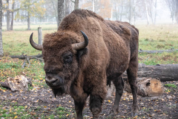 istock European bison in a forest reserve in Lithuania 1065320584