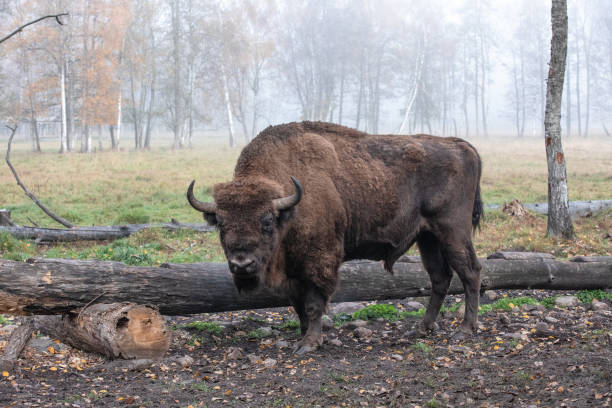 European bison in a forest reserve in Lithuania