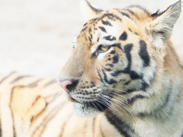 Head shot portrait of adult Southern China tiger, close up view. stock photo