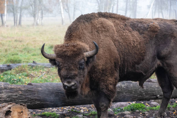 istock European bison in a forest reserve in Lithuania 1065320976
