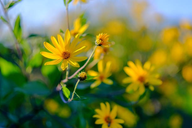 istock Yellow Swamp Sunflower 1065321176