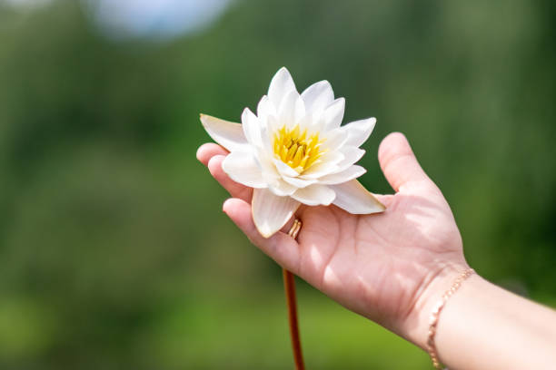 istock Nymphaea tetragona in female hands 1065321184
