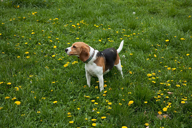 american foxhound dog stock photo