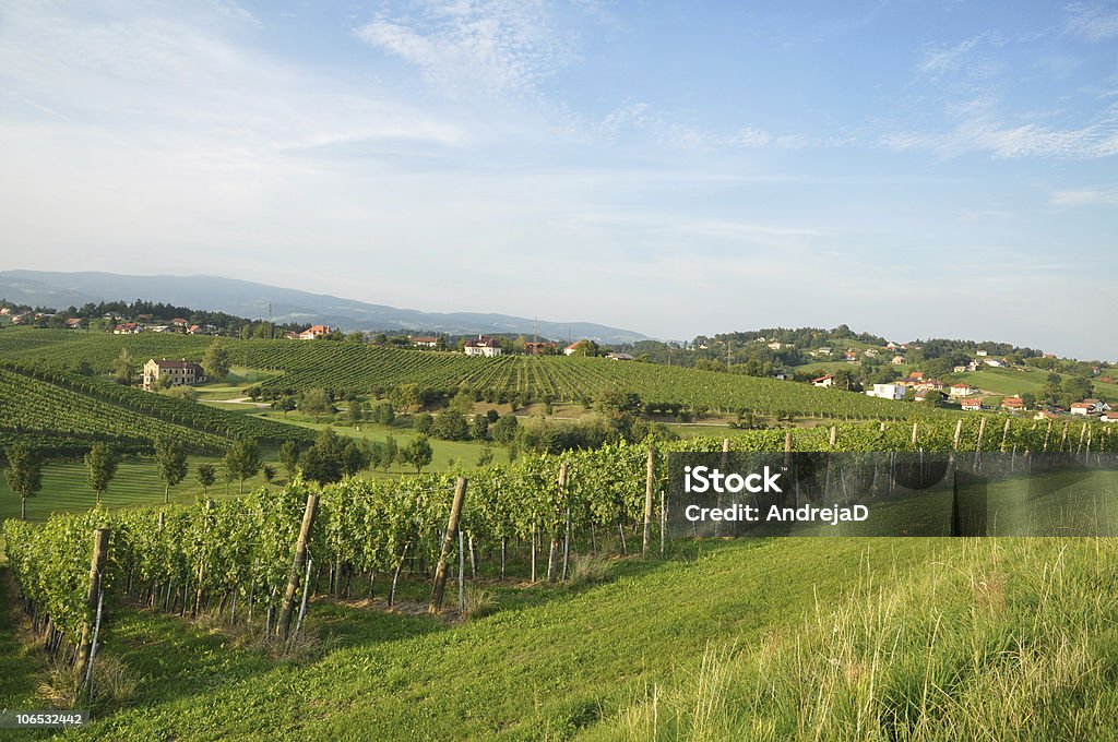 Meadow und Weingärten. Škalce, Slowenien - Lizenzfrei Agrarbetrieb Stock-Foto
